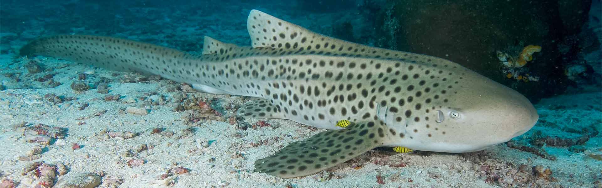 Zebra Sharks: Exploring the Mysteries of these Patterned Swimmers